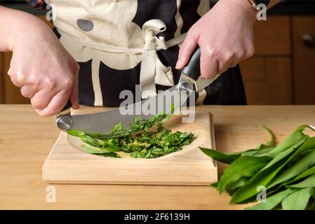 A cook chops freshly picked wild garlic leaves, ransoms or Allium ursinum in a domestic kitchen using a Hachoir or Ha choir cutter and cutting board Stock Photo