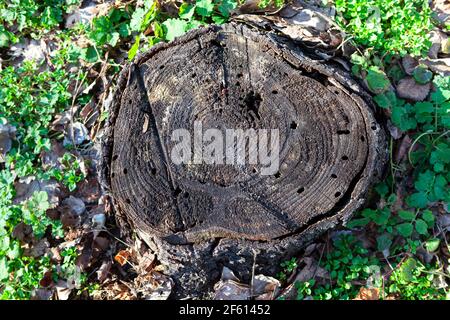 Cut remaining part of the trunk . Old Stump with insect holes Stock Photo