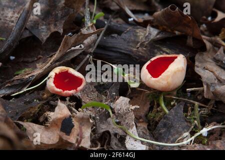 Scarlet Elf Cup (Sarcoscypha austriaca) - Czarka szkarłatna Stock Photo
