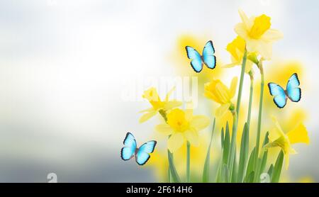 Yellow daffodils and butterflies in the garden Stock Photo - Alamy