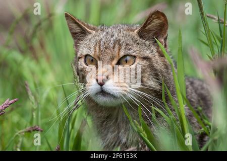 Scottish wildcat (Felis sylvestris), captive, UK Stock Photo