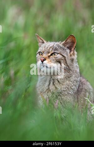 Scottish wildcat (Felis sylvestris), captive, UK Stock Photo