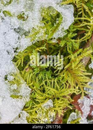Intimate landscape of freshly fallen snow on moss abstract patterns in