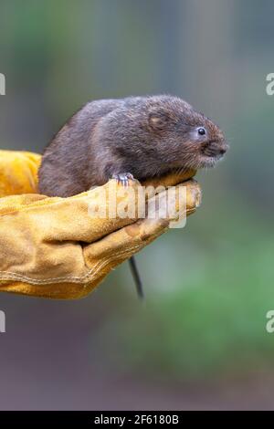 Water vole (Arvicola amphibius) captive bred for reintroduction, UK Stock Photo