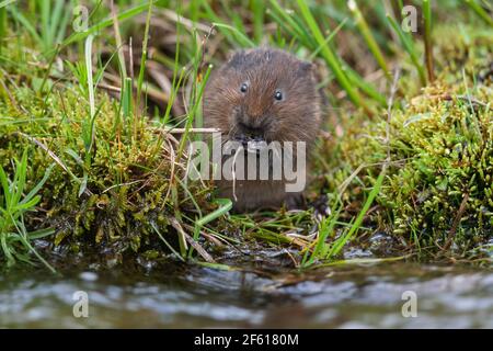 Water vole (Arvicola amphibius), Alston Moor, Cumbria Stock Photo