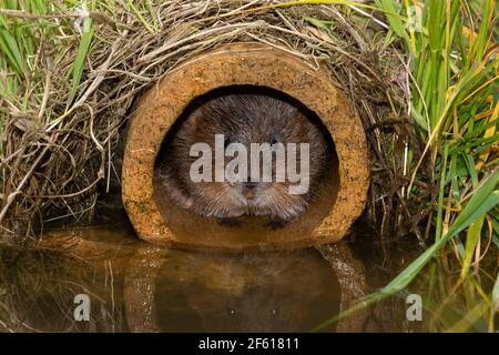 Water vole (Arvicola amphibius), captive bred for reintroduction, UK Stock Photo