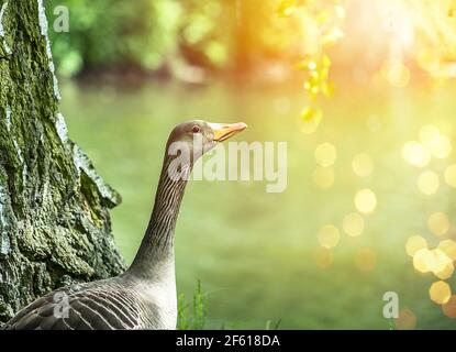 Profile of a wild goose in front of a small river with a lot of space on the right side, germany Stock Photo