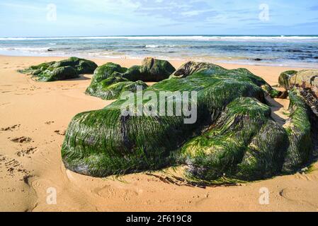 Seaweed on stones at a beach on the Atlantic coast of France. Stock Photo