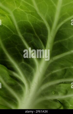 Fresh green cabbage with water drops on whole background, close up Stock Photo