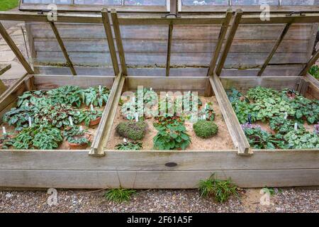 Plants growing in a cold frame Stock Photo
