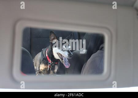 Dog fastened in back seat of a car viewed via passenger mirror. Dog travelling safely in a car with copy space Stock Photo
