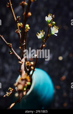 budding branches Stock Photo