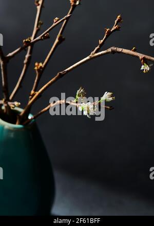 budding branches Stock Photo