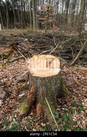 Freshly cut tree stump with sharp wooden splinters and cross-section after felling work in a forest in Westerwald, deforestation in Germany, Europe Stock Photo
