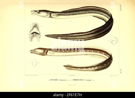 Illustration of South American Eel Stock Photo