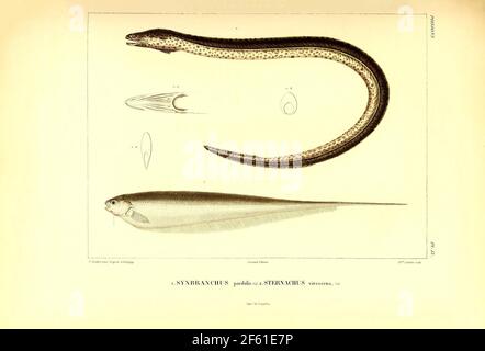 Illustration of South American Eel Stock Photo