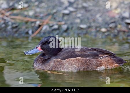 A Black-headed Duck, Heteronetta atricapilla on the water Stock Photo
