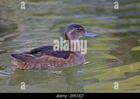 A Female Black-headed Duck, Heteronetta atricapilla on the water Stock Photo
