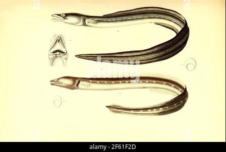 Illustration of South American Eel Stock Photo