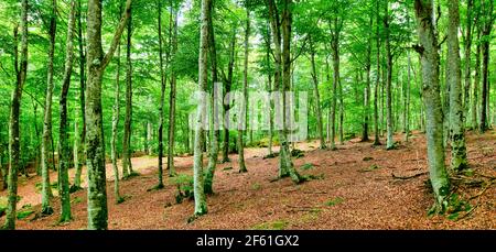 Trees in a beechwood. Stock Photo