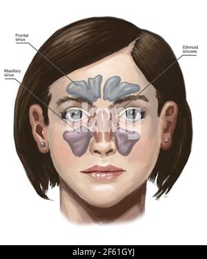 Sinus Illustration Stock Photo