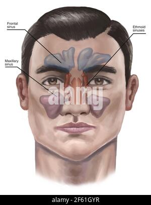 Sinus Illustration Stock Photo