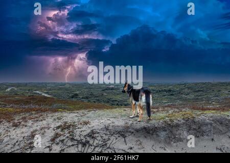 Landscape with portrait of German Shepherd dog on dune top against a background of overcast skies and bright violet-colored flashes of lightning give Stock Photo