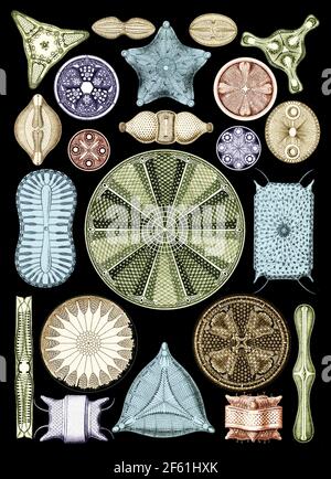 Ernst Haeckel, Diatoms, Microalgae Stock Photo