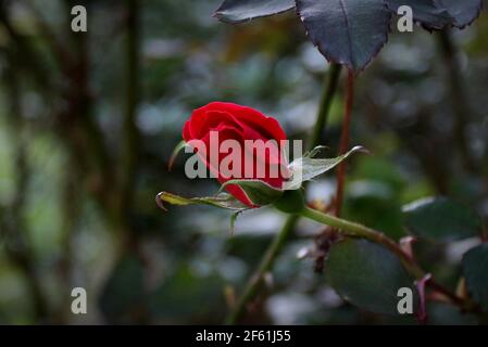 close-up of a tiny red rosebud among green leaves Stock Photo