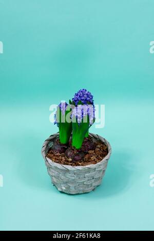 A bouquet of three blue hyacinths in a basket on a light blue background. Congratulation. Copy space. Stock Photo