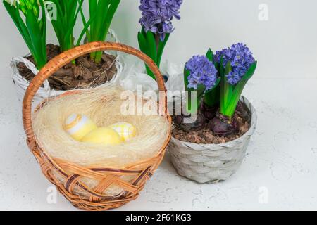 Wicker basket with quail eggs on a background of yellow daffodils and blue hyacinths on a white table. Close-up. Easter holiday concept. Stock Photo