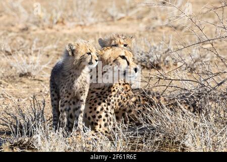 Cheetah (Acinonyx jubatus) female with two cubs, Kgalagadi Transfrontier Park, Kalahari, Northern Cape, South Africa. African Cheetah are classed as V