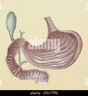 Stomach and Bile Duct Stock Photo
