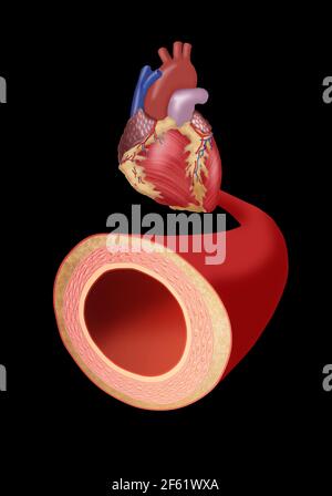 Heart and Artery Stock Photo