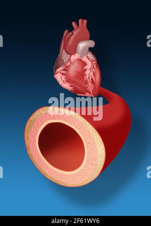 Heart and Artery Stock Photo