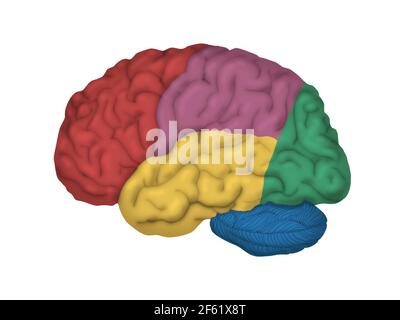 Brain Anatomy. Human Brain Lateral View. Illustration Isolated On White 