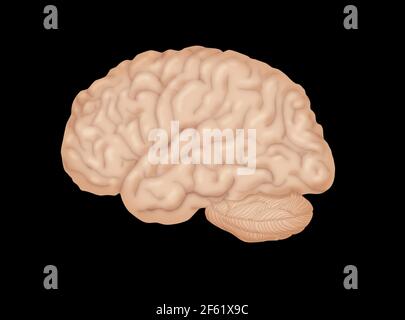 Brain anatomy. Human brain lateral view. Illustration isolated on white ...