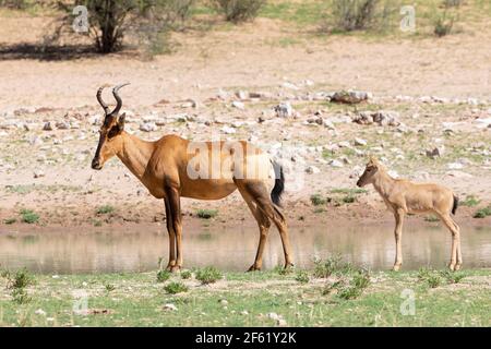 Red Hartebeest (Alcelaphus buselaphus / caama) Kgalagadi Transfrontier Park, Kalahari, Northern Cape, South Africa Stock Photo