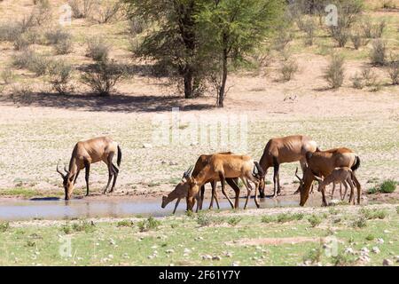 Red Hartebeest (Alcelaphus buselaphus / caama) small herd drinking at a waterhole in the Auob River,  Kgalagadi Transfrontier Park, Kalahari, Northern Stock Photo