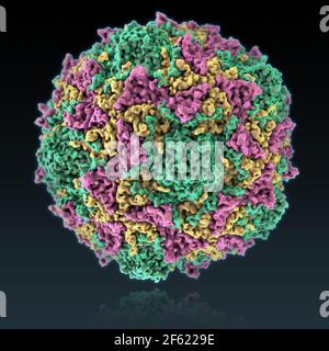 Poliovirus Stock Photo