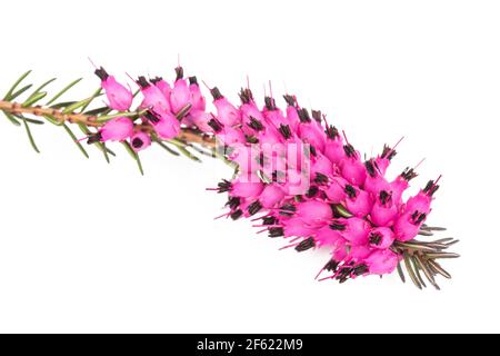 Purple heather flowers isolated on white background Stock Photo