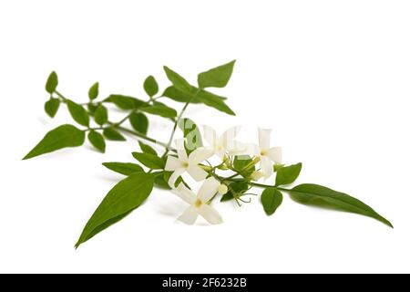 Jasmine plant with flowers isolated on white background Stock Photo