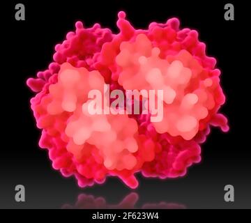 Hemoglobin, Molecular Model Stock Photo