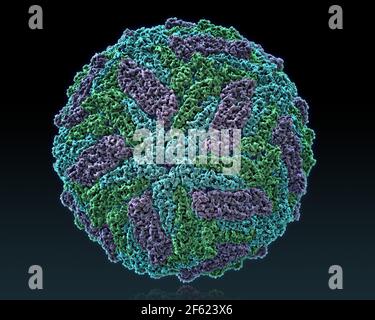 Zika virus (Flavivirus), Molecular Model Stock Photo