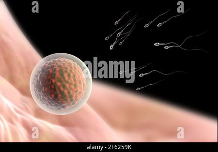 Sperm and egg Stock Photo