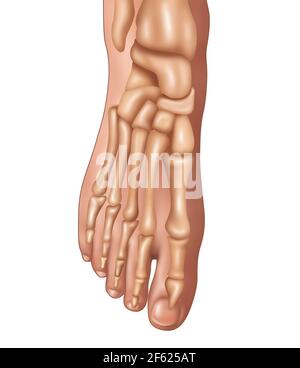 Foot Bones, Illustration Stock Photo