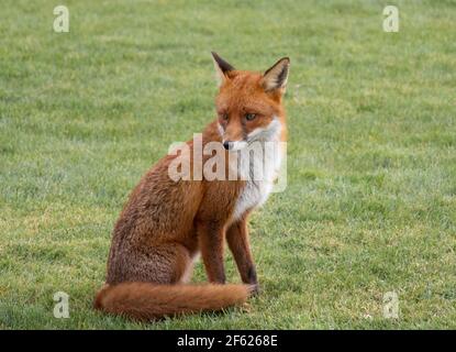 Red Fox Stock Photo