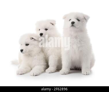 Cute Samoyed puppies on white background Stock Photo