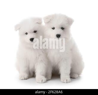 Cute Samoyed puppies on white background Stock Photo