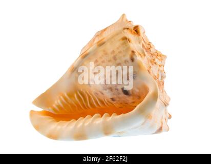 Small tropical conch shell, Tamarind Cove, The Parish of Saint James, Barbados, Lesser Antilles, Caribbean Stock Photo